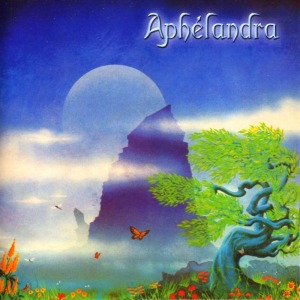 Aphelandra / Aphelandra
